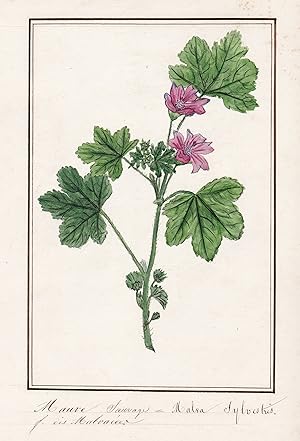 "Mauve sauvage / Malva sylvestris" - Wilde Malve / Botanik botany / Blume flower / Pflanze plant