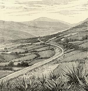 The Maguey Plantations in the San Francisquito District near Mexico City,Antique Historical Print