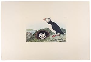 Puffin. From "The Birds of America" (Amsterdam Edition)