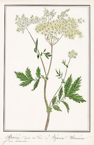 "Spiree Reine-des-pres / Spirea Ulmaria" - Echtes Mädesüß / Botanik botany / Blume flower / Pflan...