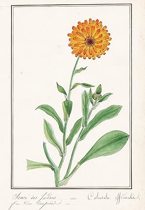 "Souci des Jardins / Calendula officinalis" - Ringelblume / Botanik botany / Blume flower / Pflan...