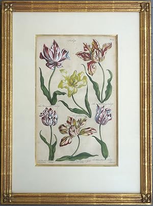 Tulips. Plate 34 from "Eden: or, a Compleat Body of Gardening."