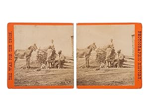 Stereoview of African Americans and Plantation Livestock in the Aftermath of the Battle of Gettys...