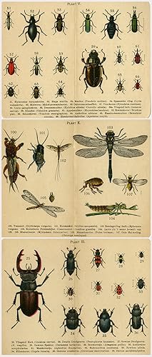 3 Antique Prints-Natural history-insect-beetle-dragonfly-flea-Anonymous-ca. 1900