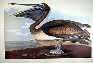 Brown Pelican. From "The Birds of America" (Amsterdam Edition)