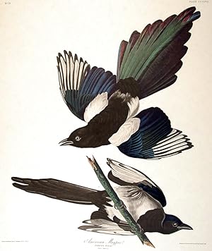American Magpie. From "The Birds of America" (Amsterdam Edition)