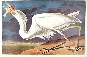 Great White Heron. From "The Birds of America" (Amsterdam Edition)