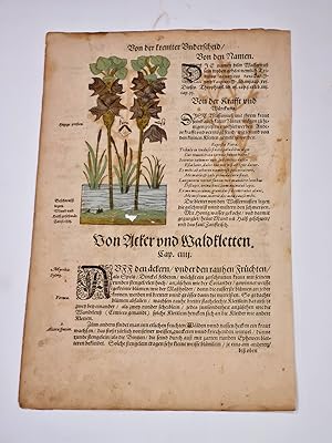 Wassernuß - Tribulus aquaticus: Originales Buchseite mit altkoloriertem Holzschnitt mit Text aus ...