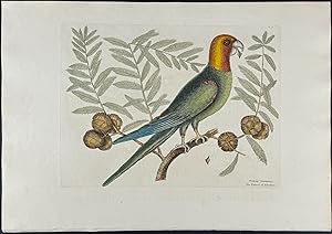 Parrot of Carolina (Carolina Parrot, extinct) with Cypress of America