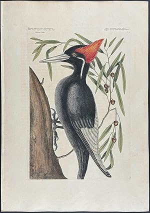 Ivory-billed Woodpecker (Extinct, Largest White billed Woodpecker) with Willow-Oak