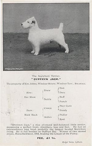 Dyffryn Jack Antique Welsh Wales Dog Champion WW1 Old Postcard