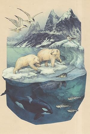 Arctic Tern Polar Bear Orca Narwhal Fish Arctic Cod Painting Postcard