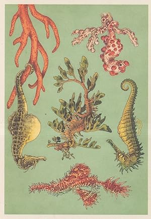 Ornate Ghost Pipefish, Long Snouted Big Belly Seahorse Fish Postcard