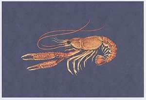 Norwegian Lobster Nephrops Norvegicus Fish Norway