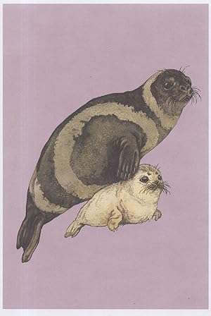 Ribbon Seal With Baby Pup North Pacific Ocean Fish Painting Postcard