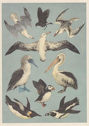 Ocean Rare Birds Wandering Albatross Australian Pelican Penguin Puffin Postcard