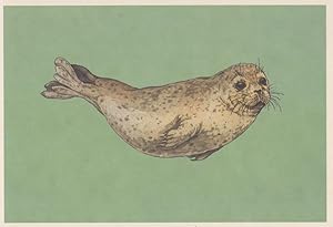 Harbour Common Seal Phoca Vitulina Painting Postcard