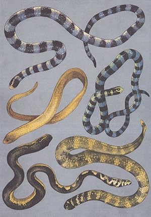 Turtle Headed Sea Snake Yellow Golden Belchers Bellied Lipped Krait Postcard