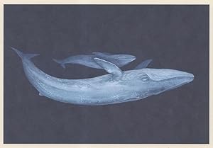 Blue Whale & Baby Calf Fish Painting Postcard