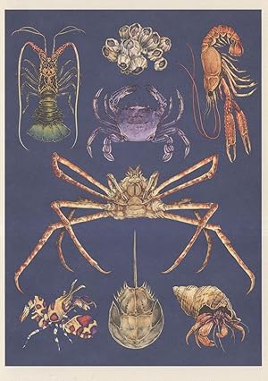 Painted Spiny Lobster Velvet Horseshoe Crab Norway Fish Postcard