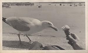 St Ives Seagull Bird Eats Ice Cream Cornet Antique PB Postcard Photo