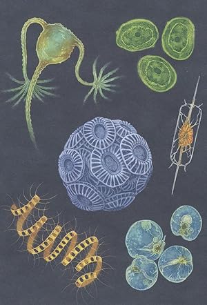 Sea Sparkle Fish Coccolithophore Dinoflagellate Cyanobacteria Postcard