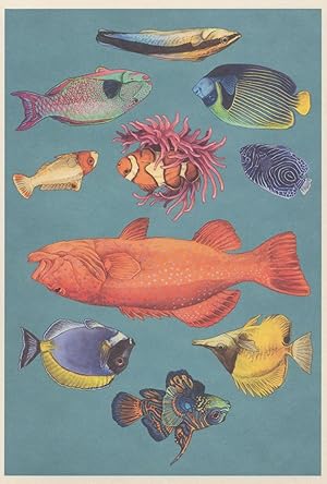 Longnose Butterfly Powder Blue Surgeon Mandarinfish Fish Emperor Angelfish Postcard