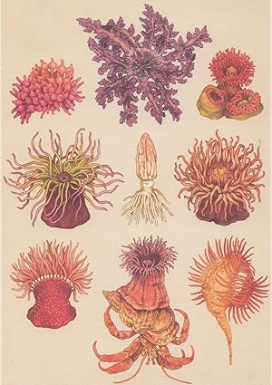 Bubble Tip Hells Fire Jewel Parasitic Strawberry Anemone Fish Eating Postcard