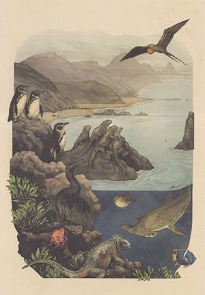 Magnificent Frigatebird Angelfish Marine Iguana Lightfoot Crab Fish Postcard