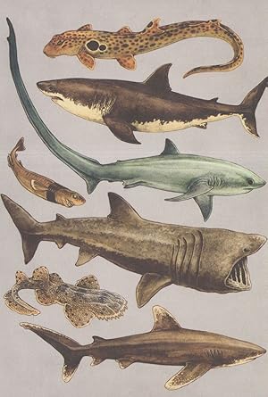Epaulette Shark Great White Cookiecutter Common Thresher Sharks Postcard