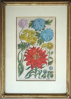 Anemone, Lily, Narcissus, Leopard's Bane and Guelder Rose. Plate 37 from "Eden: or, a Compleat Bo...