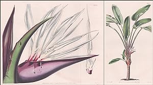 "Strelitzia Augusta. Great White Strelitzia. Tab. 4167, 4168" - South America Südamerika / Pflanz...