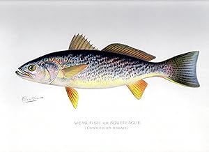 The Weak-Fish or Squeteague (Cynoscion Regale)