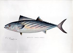 Bonito (Sarda sarda)