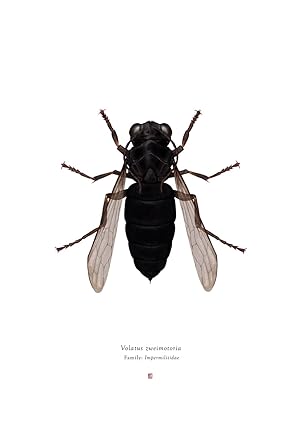'Volatus Zweimotoria' Deluxe Large Format Limited Edition