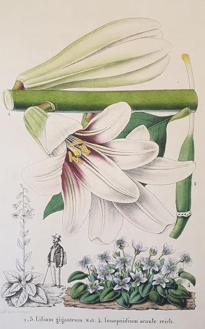 Lilium giganteum Ionopsidium acaule reich,