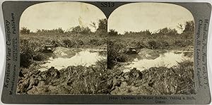 Keystone, Philippines, Guam, Giza, stereo, Carabao or Water Buffalo taking a bath, ca.1900