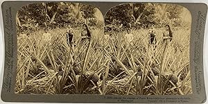 Underwood, Porto Rico, Mayaguez, stereo, Delicious pineapple in the fields, 1899