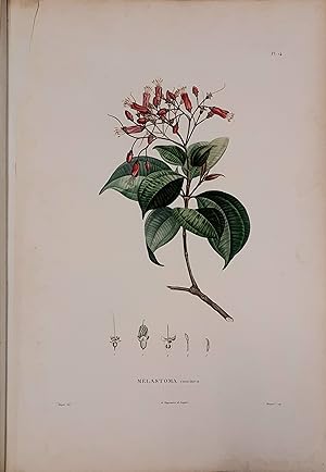 Recueil de 70 Planches de Botanique en couleurs par Turpin, Poiteau, Lasserrie. et 9 en noir.