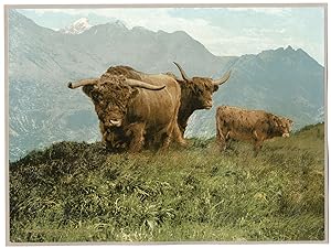Scotland, Highland Cattle, James Valentine