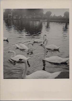 Angleterre, Stratford-upon-Avon, cygnes sur la rivière, 1954