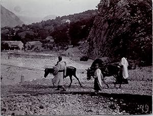 Monténégro, Kotor, transport de marchandises à dos d'ânes