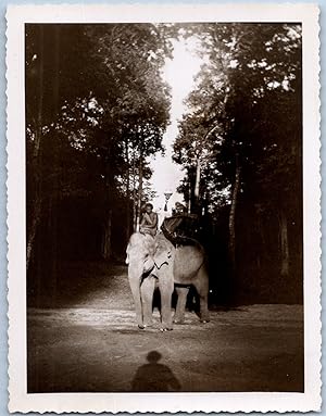 Cambodge, Angkor, éléphant, 1936