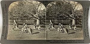 Keystone, Stéréo, South Australia, Adelaide, kangaroos in zoological garden