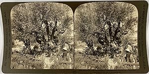 White, Stéréo, Palestine, Jerusalem, old Olive tree in garden of Gethsemane