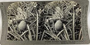 Keystone, Stéréo, Hawaiian pineapple ready for picking
