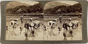 Underwood, Stéréo, Japan, near Kyoto, patient laborers transpanting rice-shoots