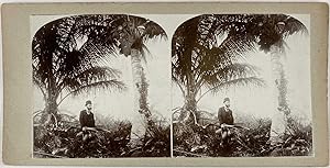 Ebel, Stéréo, coconut harvest