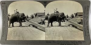 Keystone, Stéréo, Burma, elephants piling teak logs at Rangoon