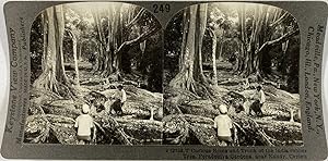 Keystone, Stéréo, Ceylon, near Kandy, India rubber tree, Peradeniya gardens